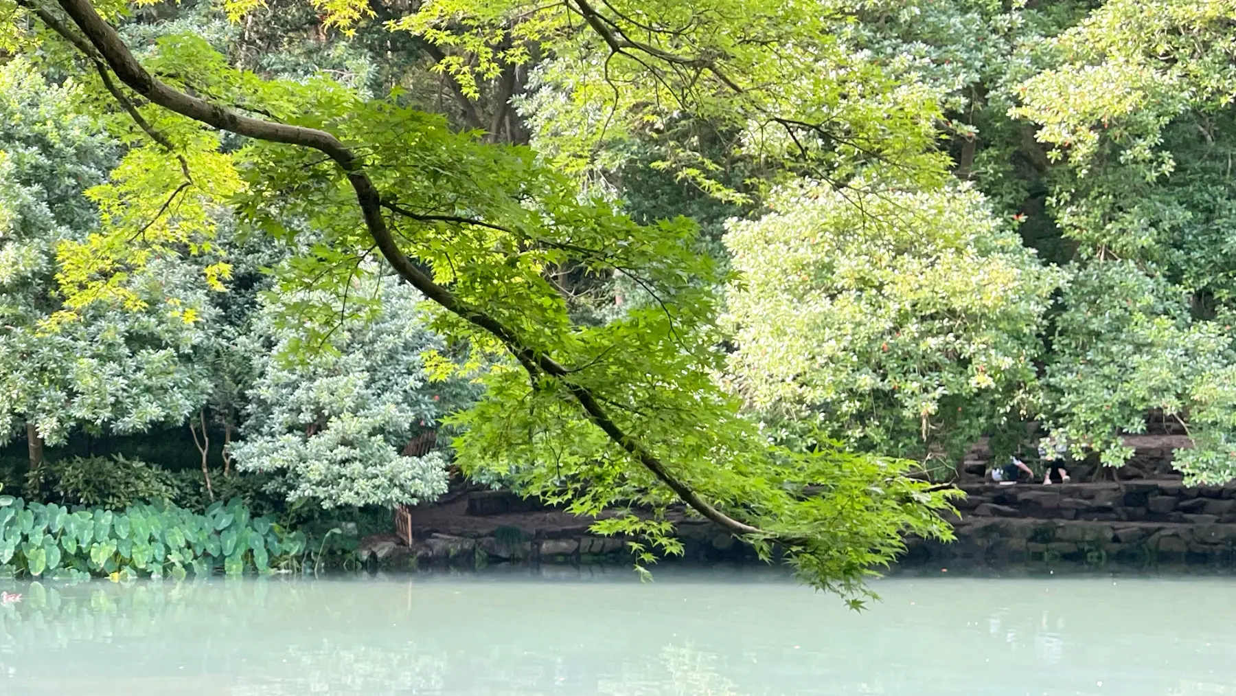 Maple branch leaning over still green water
